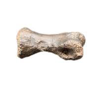 Tyrannosaur Juvenile Toe, Two Medicine Formation