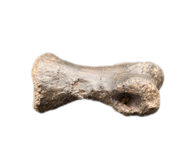 Tyrannosaur Juvenile Toe, Two Medicine Formation