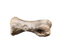 Tyrannosaur Juvenile Toe, Two Medicine Formation