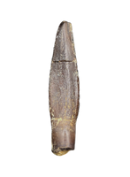 Diplocodid Tooth from the Mid Jurassic, Madagascar