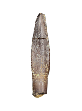 Diplocodid Tooth from the Mid Jurassic, Madagascar
