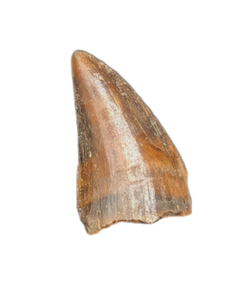 Odd Theropod Tooth Section from the Hell Creek Formation