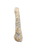 Theropod Dinosaur Metacarpal, Kem Kem