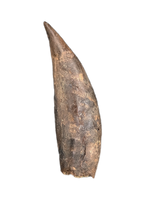 Rooted Mammal Canine, Hell Creek Formation