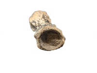 Crocodile Vertebrae, Bridger Formation, Wyoming