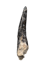 Large Torvosaur Tooth, El Mers Formation