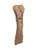 Partial Dinosaur Limb Bone