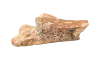 Azhdarcho (Pterosaur) Cervical Vertebra
