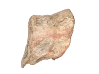 Sauropod (Long Neck) Tail Vertebra, El Mers III Formation