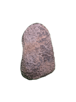 Maiasaura Calcaneus (ankle bone), Two Medicine Formation