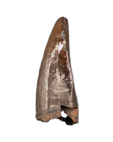 Nanotyrannus Pre Max Tooth