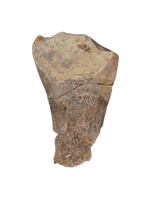 Large Partially Rooted Ouranosaurus Tooth