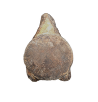 Mosasaur Vertebra, Cretaceous of Texas