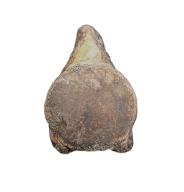 Mosasaur Vertebra, Cretaceous of Texas