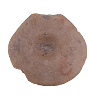 Brachypterigus (Ichthyosaur) Vertebra Jurassic Period, England.