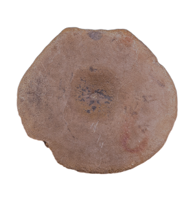 Brachypterigus (Ichthyosaur) Vertebra Jurassic Period, England.