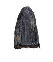 Deinosuchus (Crocodile) Tooth from Texas