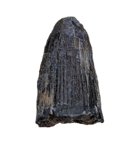 Deinosuchus (Crocodile) Tooth from Texas