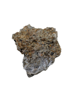 Torvosaur Tooth, El Mers Formation