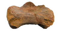 Spinosaurus Tail Vertebra