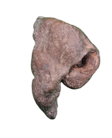 Dolphin (Kentrodontidae) Ear Bone, Calvert Formation, 15-27 Million Years Old