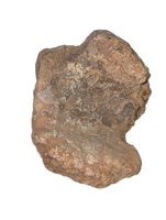 Camarasaurus Astralagus