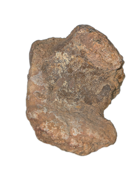 Camarasaurus Astralagus