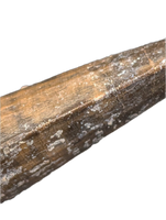 Suchomimus Tooth with Some Visible Serrations