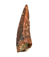 Timurlengia Pre Max Tooth, Bissekty Formation, Uzbekistan