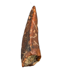 Timurlengia Pre Max Tooth, Bissekty Formation, Uzbekistan
