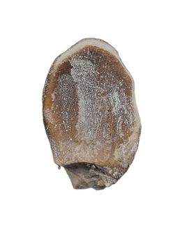 Lapparentosaurus/Narindasaurus Tooth from the Mid Jurassic, Madagascar