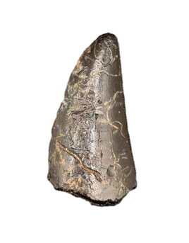 Timurlengia? tooth, Bissekty Formation, Uzbekistan