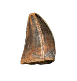 Unknown Theropod Tooth, Bissekty Formation, Uzbekistan