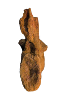 Spinosaurus Tail Vertebra