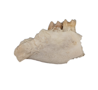Ischyromys Jaw Section with Teeth, Chadron Formation