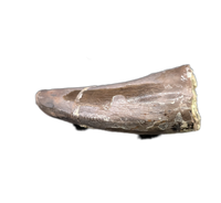 Torvosaur Tooth, El Mers Formation
