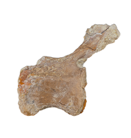 Edmontosaurus Tail Vertebra