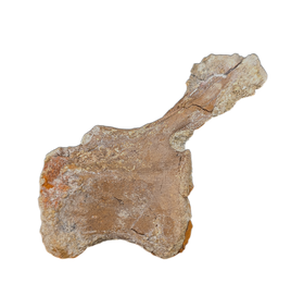 Edmontosaurus Tail Vertebra