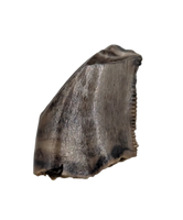 Dromaeosaur (Raptor) Tooth, Judith River Formation