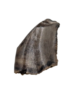 Dromaeosaur (Raptor) Tooth, Judith River Formation