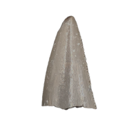 Postosuchus? (Rauisuchid) Tooth, Chinle Formation