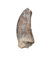 Lapparentosaurus/Narindasaurus Tooth from the Mid Jurassic, Madagascar