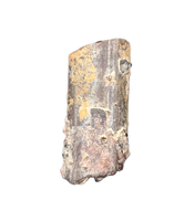 Dimetrodon Sail Spine Section, Permian