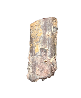 Dimetrodon Sail Spine Section, Permian