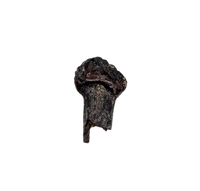 Rooted Thescelosaurus Tooth from the Hell Creek Formation