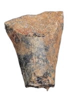 Batyrosaurus Tooth