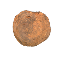 Pachycephalosaurus Vertebrae