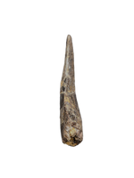 Megalosaurid Tooth from the Mid Jurassic, Madagascar