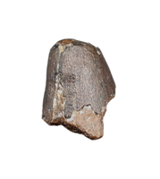 Deinosuchus (Crocodile) Tooth from Texas