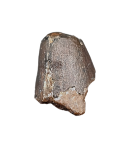 Deinosuchus (Crocodile) Tooth from Texas